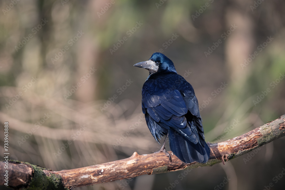 Portrait of a Rook (Corvus frugilegus)