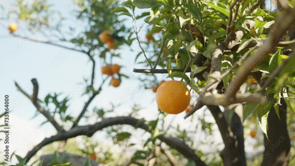 A solitary orange dangles from a branch against the backdrop of a blue sky. A solitary orange dangles from a branch against the backdrop of a blue sky.