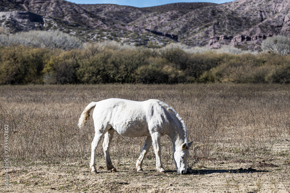 A white horse in the middle of a dry field. A white horse in the middle of a dry field.