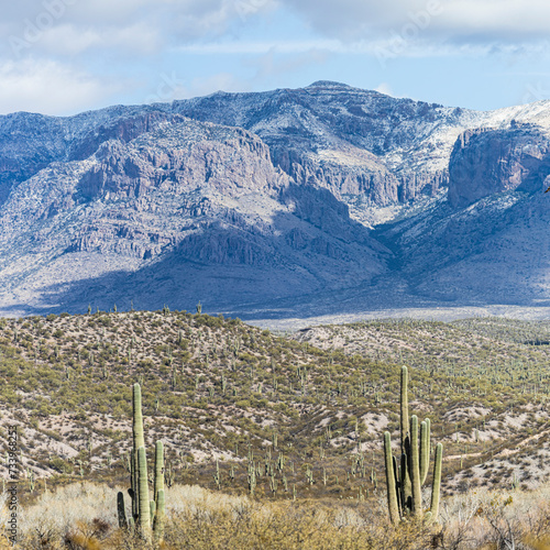 Two Saguaro cacti in the forground with a mountain in the distance with a light dusting of snow.