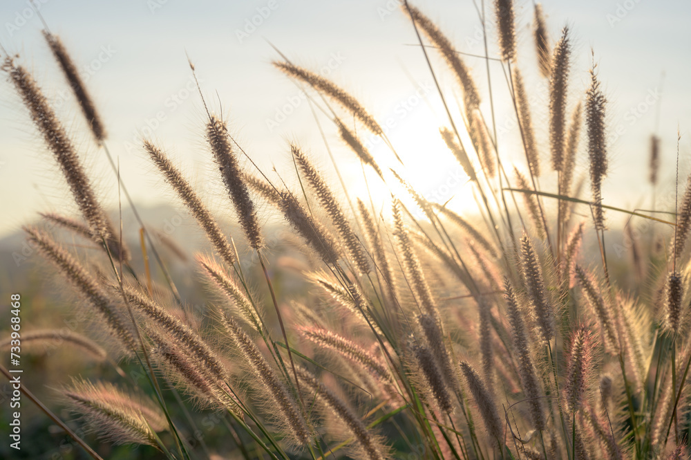 Nature background. African fountain flower blooming grass field with sunset light on background. Poaceae Grass Flowers, select focus only on some point.