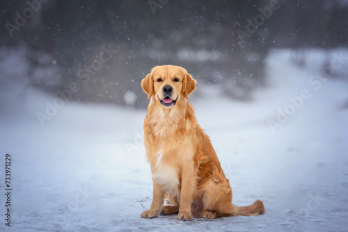 Sticker Golden Retriever dogs in a winter snowy forest under the snow on a snowy road