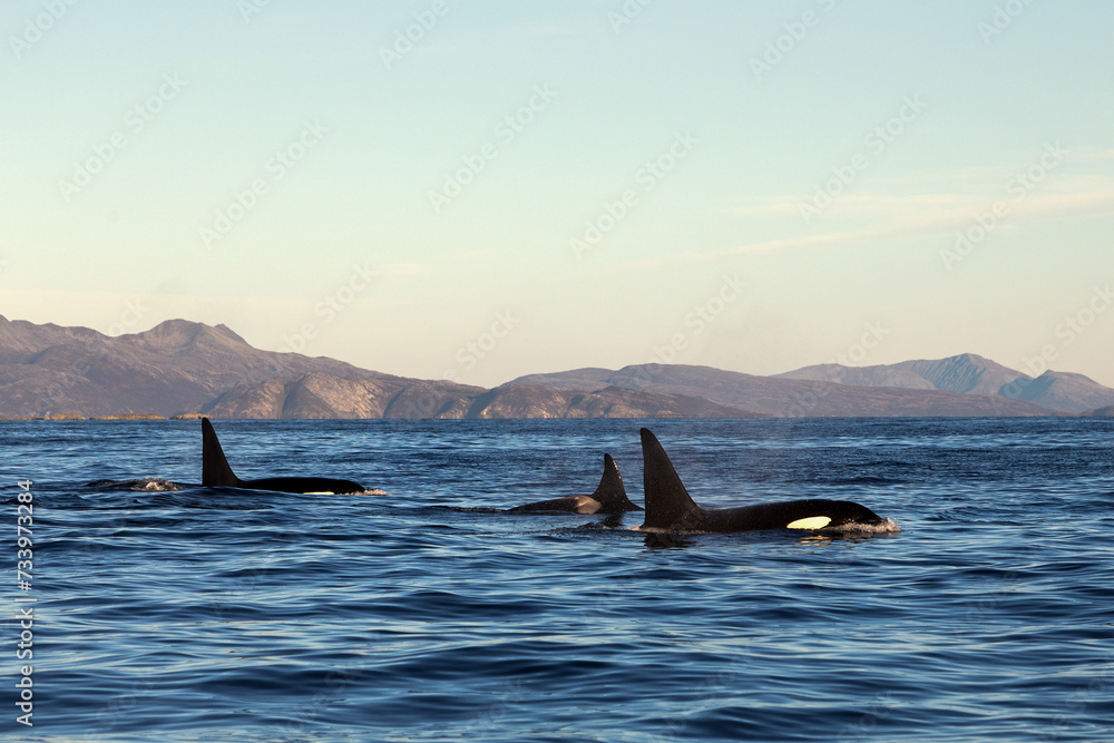 Fototapeta premium Orca family in norway