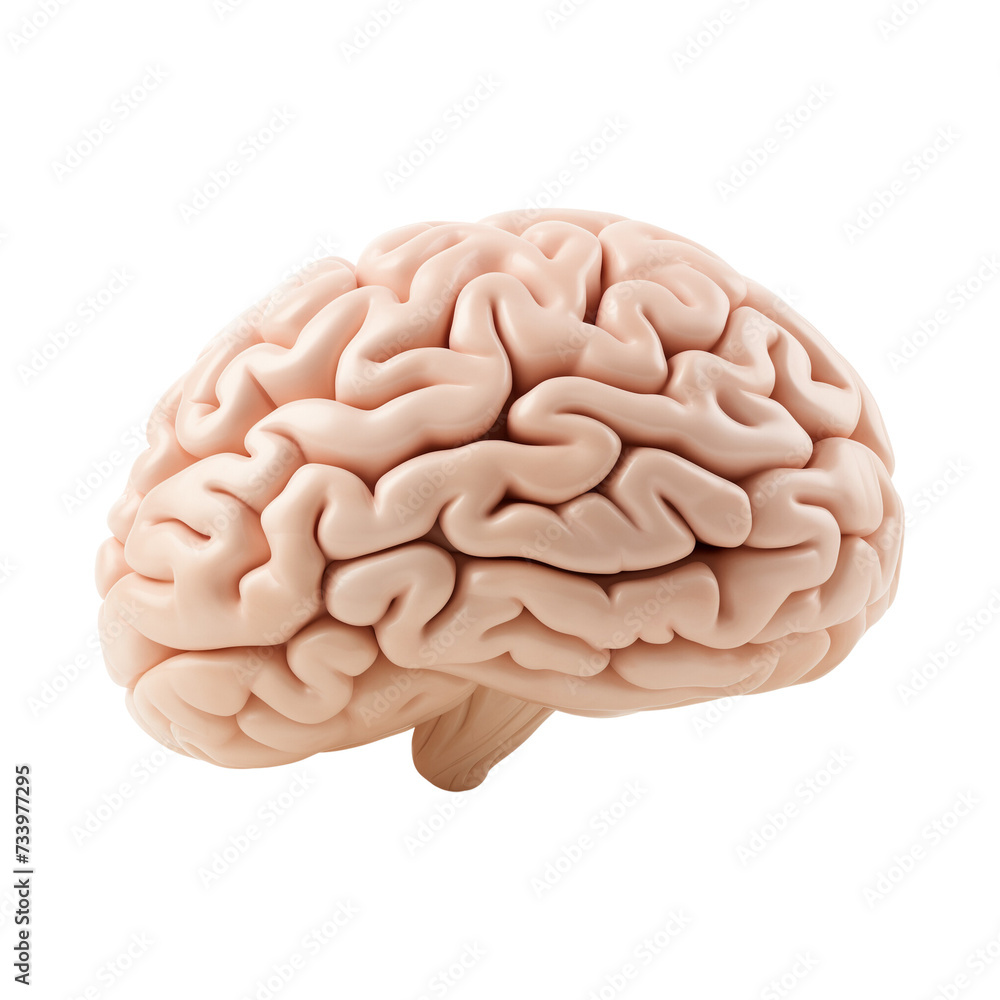Realistic human brain on white or transparent background. 3D Medically accurate brain lobe. PNG. side view. Realistic human brain on white or transparent background. 3D Medically accurate brain lobe. PNG. side view.