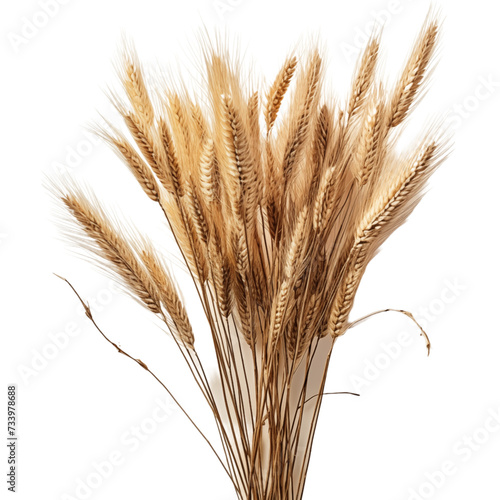 wheat branches design on isolated transparent background