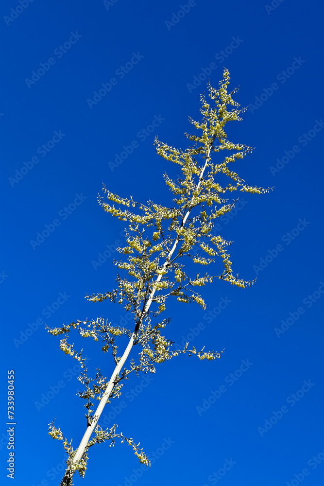 Agave flowers and blue sky Agave flowers and blue sky