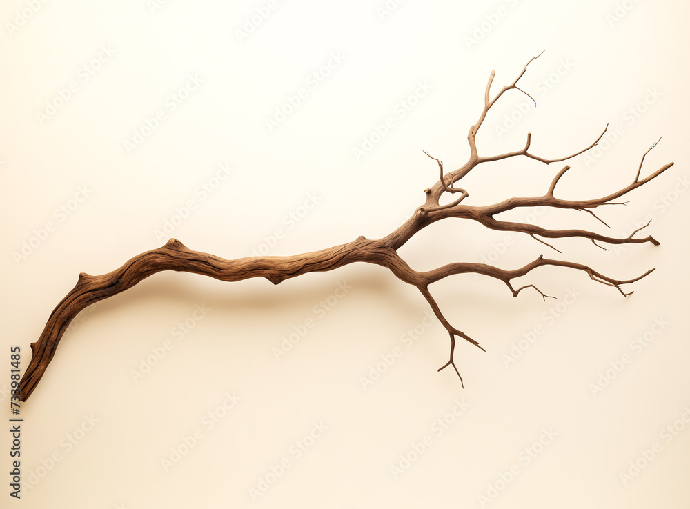 Dry tree twigs or Dead tree. Minimal background for summer concept Dry tree twigs or Dead tree. Minimal background for summer concept