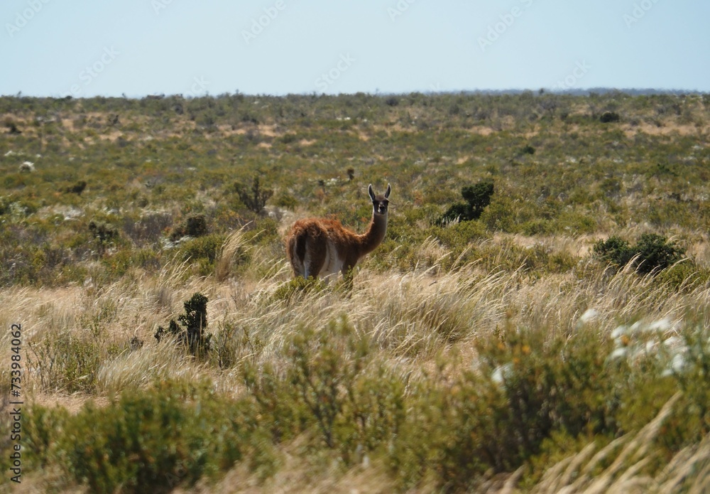 Naklejka premium Valdes; Peninsula Valdes; animali marini; guanaco; Patagonia: