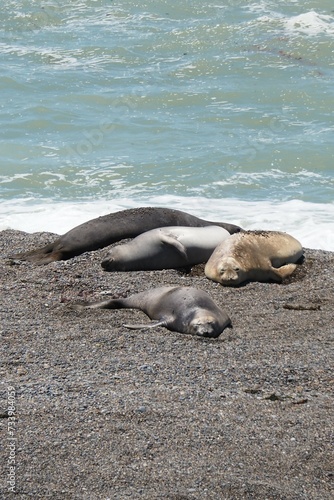 Valdes;
Peninsula Valdes;
animali marini;
leoni marini;
Patagonia: