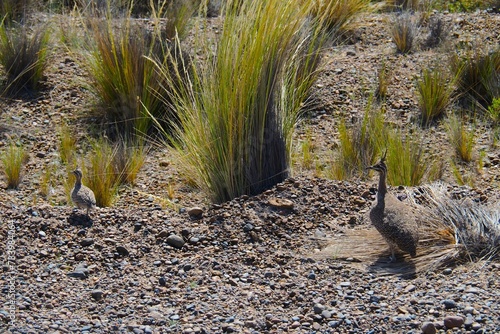 Valdes;
Peninsula Valdes;
animali marini;
uccelli;
Patagonia: