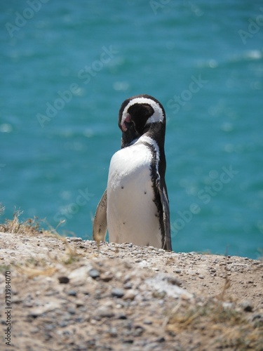 Valdes;
Peninsula Valdes;
animali marini;
pinguini;
pinguino magellano;
Patagonia: