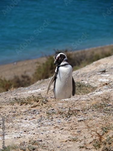 Valdes;
Peninsula Valdes;
animali marini;
pinguini;
pinguino magellano;
Patagonia: