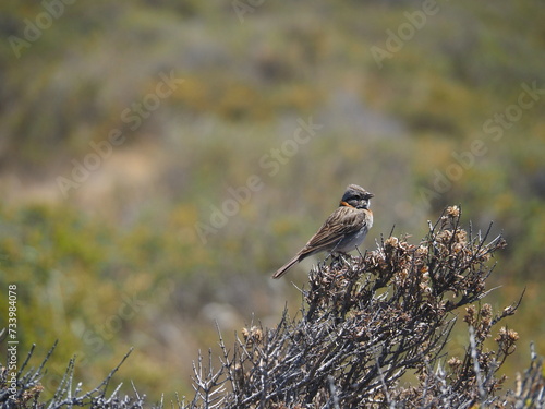 Valdes;
Peninsula Valdes;
animali marini;
uccelli;
Patagonia: