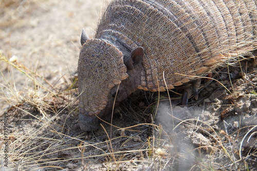 Valdes;
Peninsula Valdes;
animali marini;
armadillo;
Patagonia: