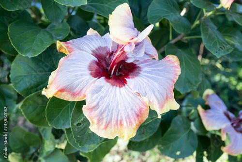 Beautiful Chinese Hibiscus flower in the park. 