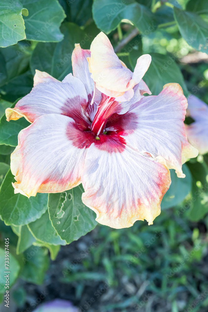 Beautiful Chinese Hibiscus flower in the park. Beautiful Chinese Hibiscus flower in the park.
