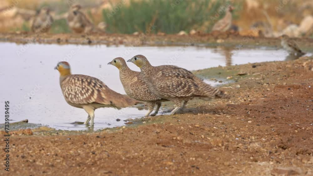 Male and Females of Crowned Sandgrouse (Pterocles coronatus) drinking water in the desert Male and Females of Crowned Sandgrouse (Pterocles coronatus) drinking water in the desert