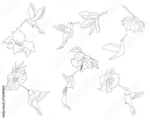 Hummingbird with flower, set icons, stylish combination isolated set, ink sketch illustration. Bird background colibri tropical silhouette art. Black and white hand drawn vector image.