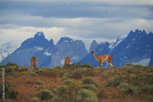 Patagonia:
panorami;
natura;
guanaco;
torres del paine;