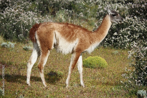 Valdes;
Peninsula Valdes;
Patagonia:
panorami;
natura;
guanaco;