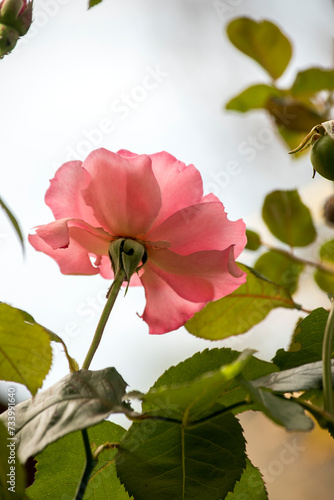 Primer plano de una rosa 