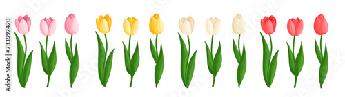 Tulips flowers set. Floral plants with bright petals. Botanical vector illustration on isolated background. Spring flowers for women's day, mother's day, easter and other holidays.