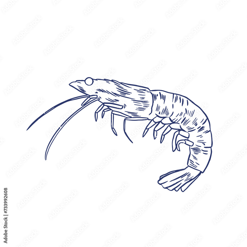 Fototapeta premium Shrimp, hand drawn illustration (Vector) 