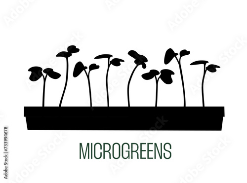 Microgreens in box silhouette vector illustration. Young green sprouts. Source of nutrients and vitamins. Home gardening concept.
