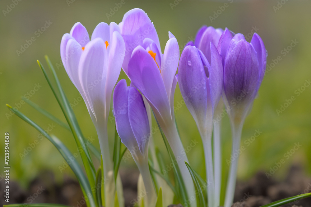 crocus crocus