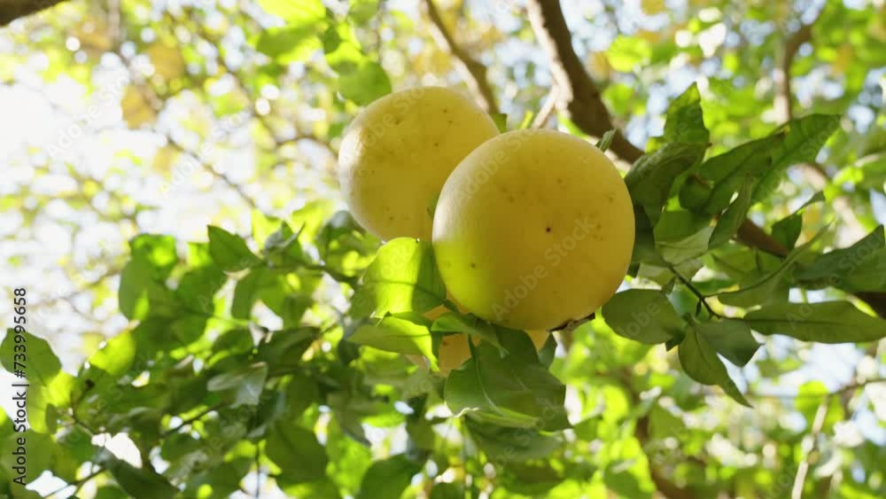 Rotating around from below, approaching a tree branch with three large grapefruits. Close-up. Rotating around from below, approaching a tree branch with three large grapefruits. Close-up.