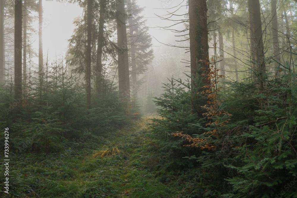 Obraz premium Green Forest 