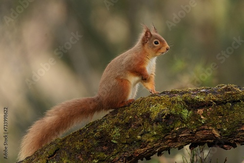 red squirrel on a branch © Gordon