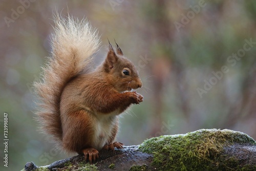 squirrel in the park