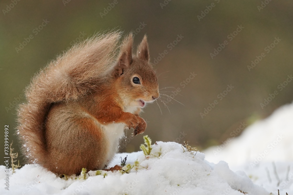 squirrel in the snow squirrel in the snow