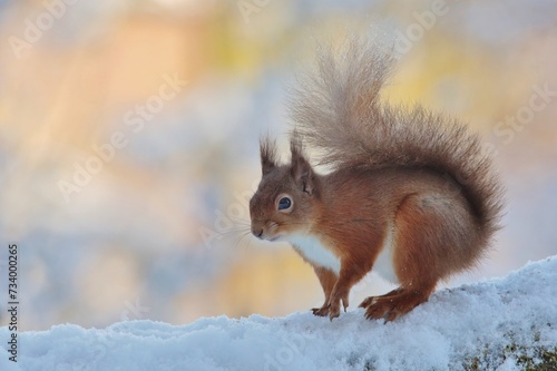 squirrel in the snow © Gordon