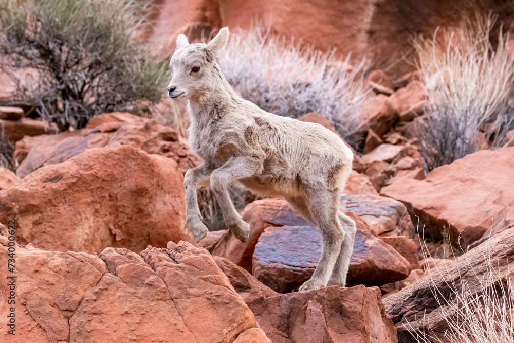 Desert Bighorn Lamb
Valley of Fire State Park
Nevada Desert Bighorn Lamb
Valley of Fire State Park
Nevada