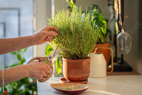 Woman cutting fresh sprig of home grown thyme for cooking with scissors closeup. Harvest of aromatic herbs in terracotta pot in kitchen. Indoor herb gardening, healthy greenery food concept. photo