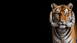 full-body portrait of an attractive tiger isolated on a solid black background