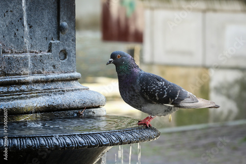 Pigeon sitting on the fountain.