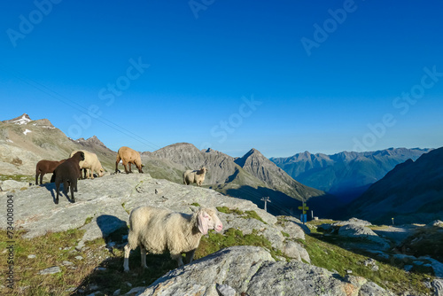 Herd of alpine sheep with panoramic view of majestic mountain peaks of High Tauern mountain range, Carinthia, Salzburg, Austria. Farming at Duisburger Huette in remote Austrian Alps at dawn. Hiking
