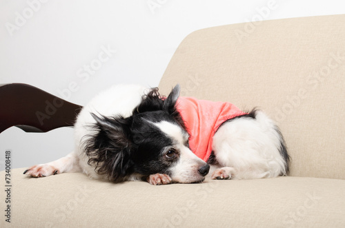 Female dog lying ready to sleep on the furniture, sofa, in the living room, sleeping peacefully. Light background, closed angle. Foreground.