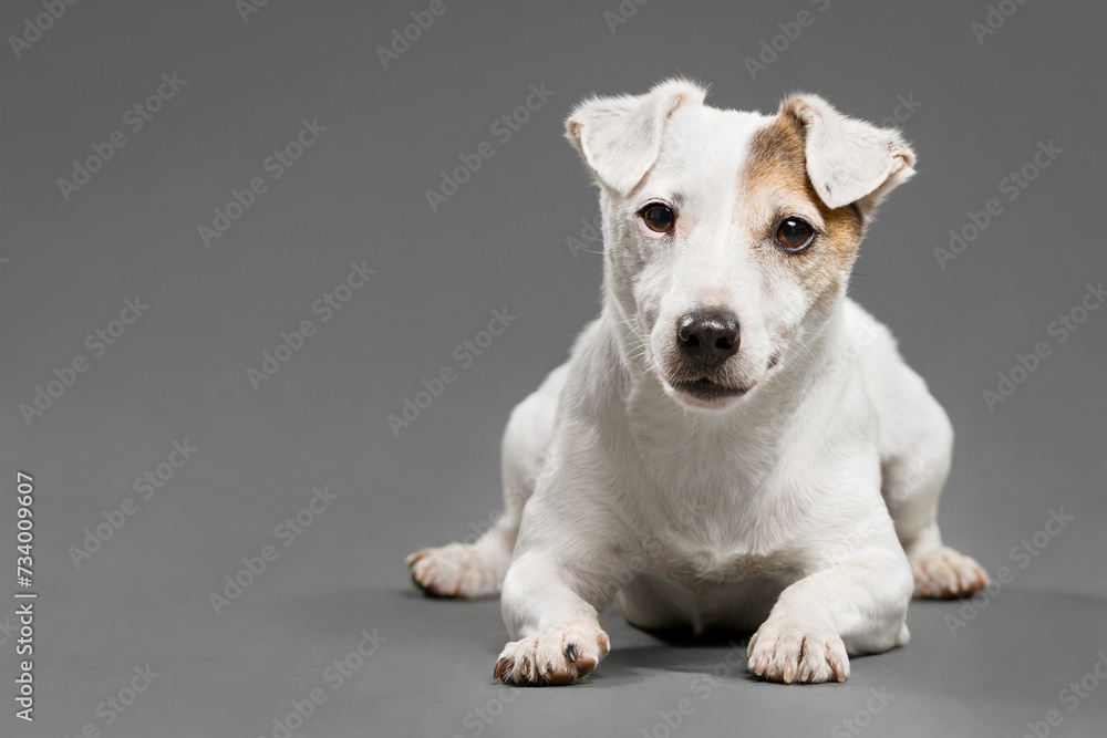 a jack russell terrier dog lying portrait in the studio against a gray background