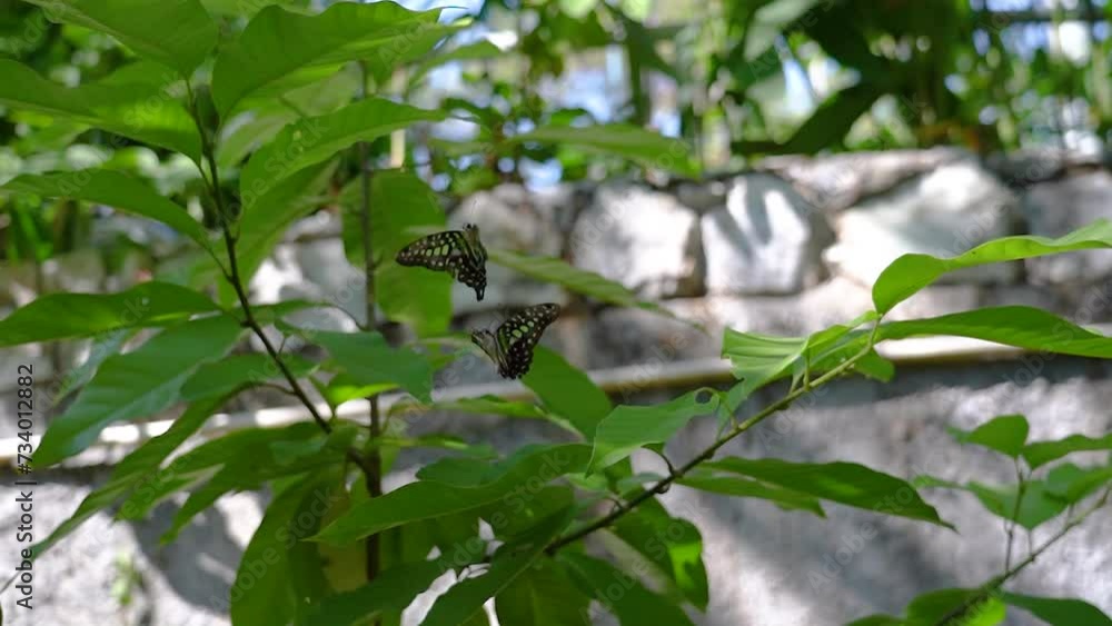 Butterfly Graphium agamemnon flaps its wings flies mating season breeding dancing female and male tropical exotic rainforest jungle. Butterfly Graphium agamemnon flaps its wings flies mating season breeding dancing female and male tropical exotic rainforest jungle.