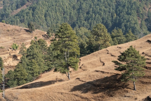 Dry Grassy Rolling Hills photo