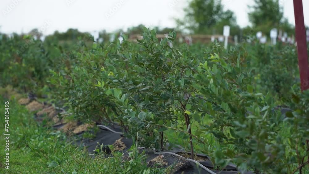 A farmer grows blackberries. Blackberry bushes in a farmer's field. A farmer grows blackberries. Blackberry bushes in a farmer's field.