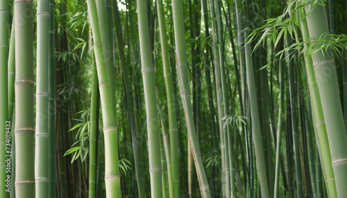 Lush Bamboo Grove with Green Background