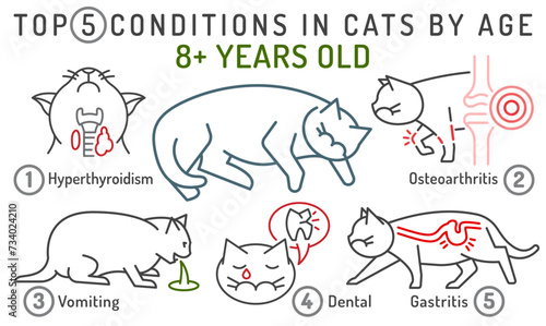 Top 5 conditions in cats by age. Common diseases in adult animals.