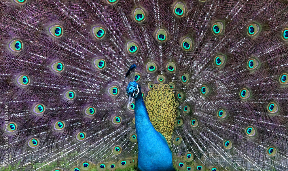 Fototapeta premium A beautiful blue peacock with amazing feathers, and colors.