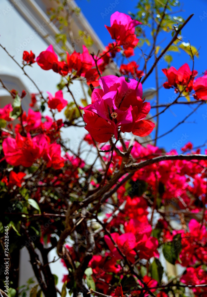 Dark pink flowers