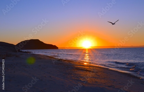 Sunset at the beach with a bird